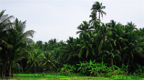 弄堂里的生煎