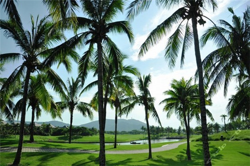 美颜素猪肚鸡汤